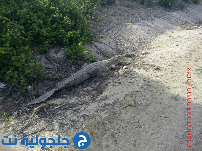 تمساح يتجول في شوارع بيت حنانيا بمنطقة زخرون يعقوب  